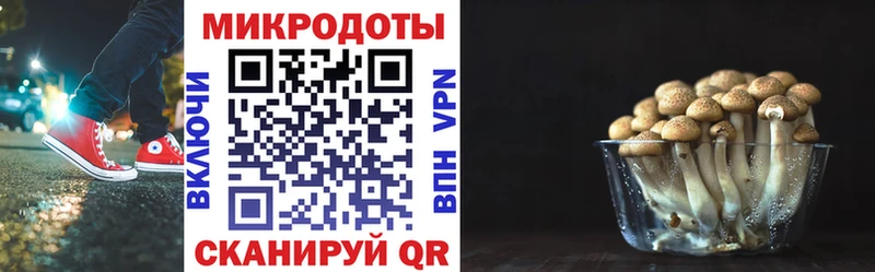 Псилоцибиновые грибы Psilocybe  купить наркоту  Миллерово 